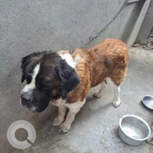 Missing: White-Brown Mix Male Saint Bernard Dog from Vasanthpura near devara kere park