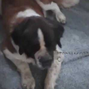 Missing: White-Brown Mix Male Saint Bernard Dog from Vasanthpura near devara kere park-2