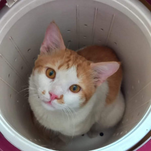 Missing: White-Brown Mix Male Indie Cat from Pune City Somvar  Peth