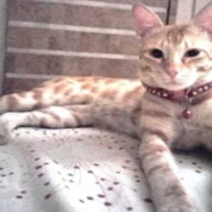 Missing: Orange Male Indie Cat from Gulmohar Symphony, Tukaram Nagar, Kharadi, pune-2