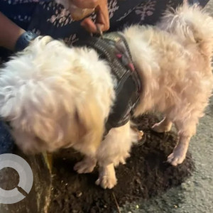 A White Shih Tzu Dog Found from J. P. Nagar, Bengaluru-2