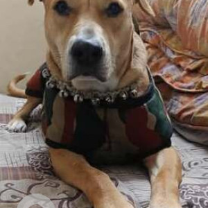 Missing: Golden Female Pitbull mix Dog from Defence Colony, Delhi