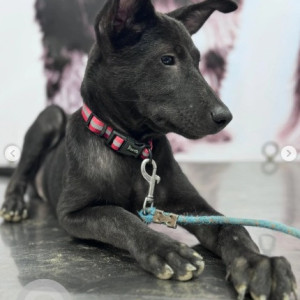 A Black and White Indie Dog Missing from Gandhinagar, Bengaluru-2