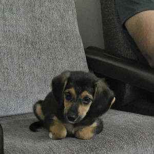 A Black and Brown Indie Dog Found from Wakad gaav, Pimpri Chinchwad-3