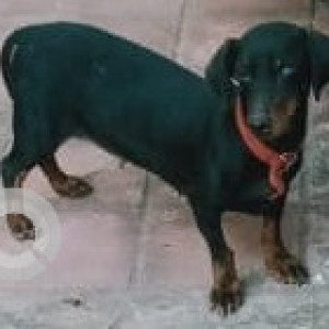 Found: Black and Brown Female Dachshund Dog from Sadhashivnagar, bangalore