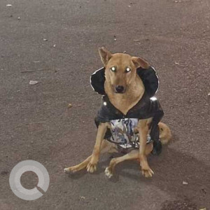 Missing: Brown Female Indie Dog from Babaji Chicken Stall Barista Area Phase 3b2 Market-2