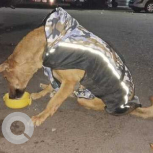 Missing: Brown Female Indie Dog from Babaji Chicken Stall Barista Area Phase 3b2 Market-3