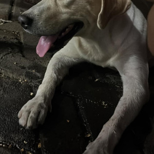 White Not Available Labrador Dog is Missing from 145 Bandra-2