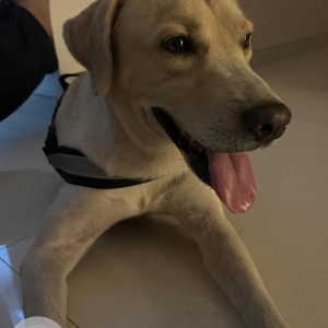 White Not Available Labrador Dog is Missing from 145 Bandra