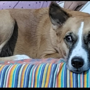 Brown Female Aspin Dog is Missing from Dwarka New Delhi-2