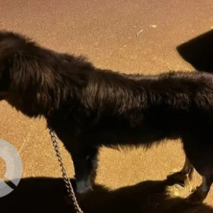 Found: Black Male Indie mix Dog from Sai Mandir, HSR Layout-3