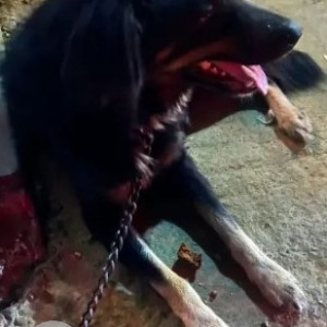 Found: Black Male Indie mix Dog from Sai Mandir, HSR Layout-2