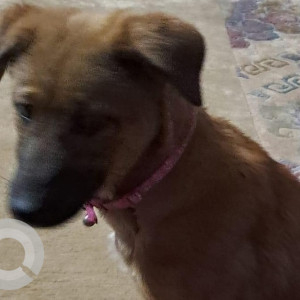 Found: Brown Male Indie Dog from Nayabazar, Bishnu Mandir Galli-2