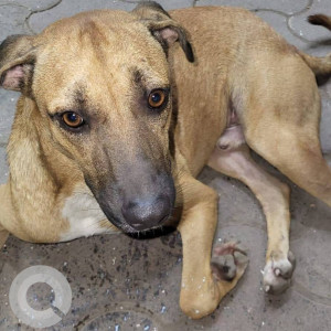 Brown N/A Indie Dog is Found from Sakinaka Pipeline, Andheri