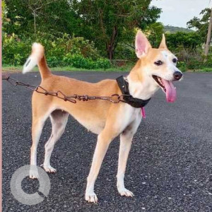 Missing: White-Brown Mix Female Indie Dog from Three King's Church, South Goa