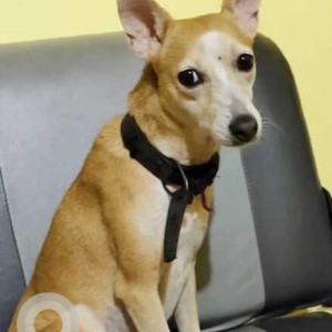 Missing: White-Brown Mix Female Indie Dog from Three King's Church, South Goa-2