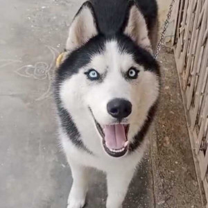 Missing: Black and White Male Husky Dog from Srirampura Metro Station