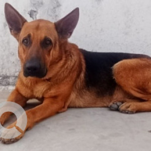 Missing: Black and Brown Male German shepherd Dog from Sector 10 A, Awas Vikas pariyojna, Lucknow, Uttar Pradesh-2