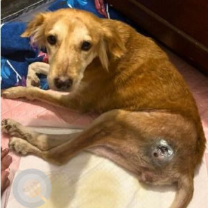 Missing: Brown Female Indie Dog from Hill Lawns, NDA Area