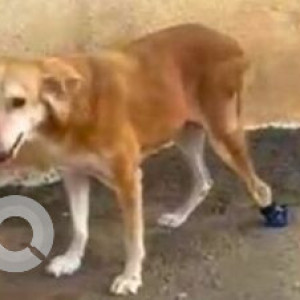 Missing: Brown Female Indie Dog from Hill Lawns, NDA Area-2