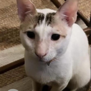 Missing: White and Grey Male Indie Cat from Khar West Ram Krishna Nagar