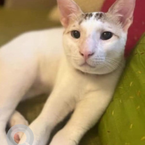 Missing: White and Grey Male Indie Cat from Khar West Ram Krishna Nagar-2