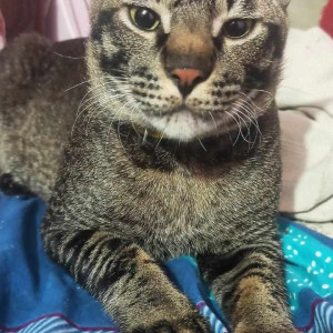 Missing: Grey Male Indie Cat from c9, Rohini, Sec-5