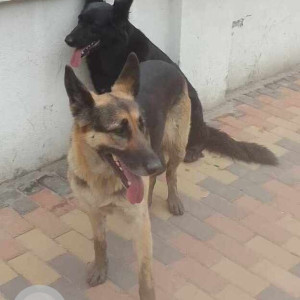 Found: Black and Brown Not Available German shepherd Dog from Maharjaung, Shital Niwas