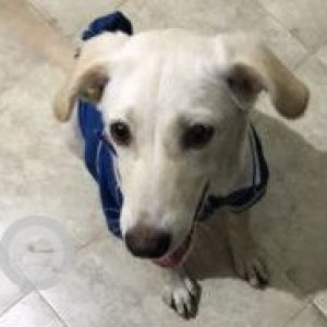 White Male Labrador Mix Dog is Found from Nara Koradi Link Road, near Shivgiri Mandir, Om Nagar Nagpur, Maharashtra