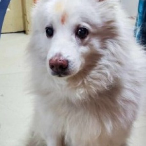 A White Pomeranian Dog Missing from Gandhinagar, Bengaluru