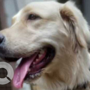 Found: White Female Golden Retriever Dog from Deendayal Nagar, Santoshimata temple, Safilguda-2