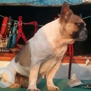Missing: White-Brown Mix Female French Bulldog Dog from Kritipur area