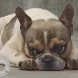 Missing: White-Brown Mix Female French Bulldog Dog from Kritipur area-2