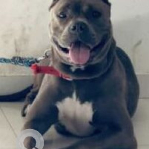 Grey Female PitBull Dog is Missing from Bhukum