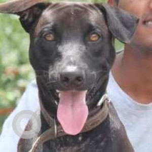 Missing: Black and White Male Indie Dog from Dombivali west