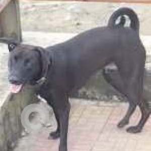 Missing: Black and White Male Indie Dog from Dombivali west-2