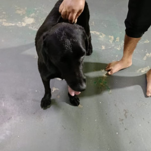A Black Labrador Dog Found from Ovale, Thane-2
