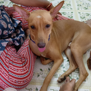 A Brown Indie Dog Missing from Zone 13 Adyar, Chennai