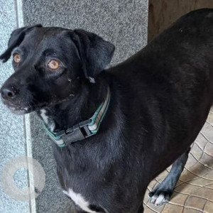 Missing: Black and White Female Indie Dog from Ganga Carnation, Koregaon Park Annexe