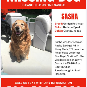 Missing: White and Grey Female Husky Dog from Sector 100, Noida-2