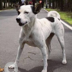 Missing: Black and White Female Indie Dog from IIM Calcutta, Joka, Kolkata-2