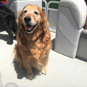 Missing: Golden Female Golden Retriever Dog from Rocky Springs Road, Piney Flats, Tennessee, USA