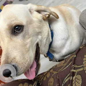 Found: White Male Labrador Dog from Otteri, Chennai-3