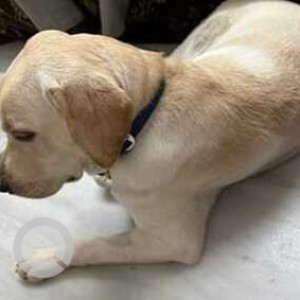 Found: White Male Labrador Dog from Otteri, Chennai-2