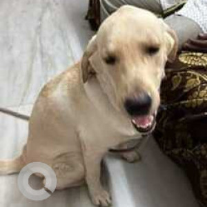 Found: White Male Labrador Dog from Otteri, Chennai