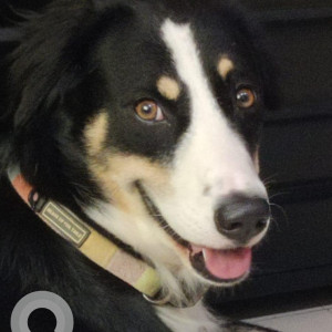 Missing: Black Male Indie Dog from Mahim-2