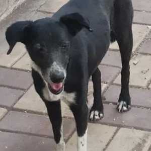 Found: Black and White Female Indie Dog from Satya vihar society in Wanowrie