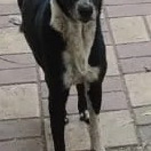 Found: Black and White Female Indie Dog from Satya vihar society in Wanowrie-2