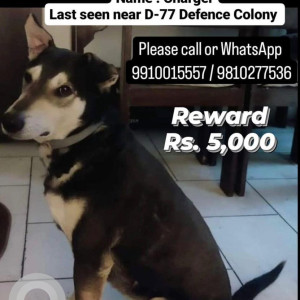 Missing: Black and Brown Male Indie Dog from D-77, Defence Coloney