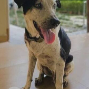 Missing: Black and White Male Indie Dog from IIM Calcutta, Joka, Kolkata-2